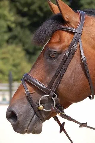 Dernier Modle Bridon classic Dy'on working collection muserolle large pull back - Noir - poney