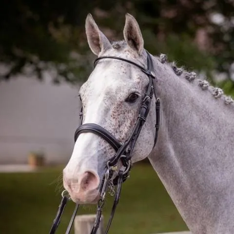 Bride de dressage vernie – Collection week – Jump in – Full – Havane Livraison Express
