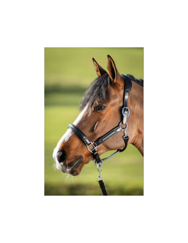 Jusqu puisement Des Stocks Licol en cuir Wave - HFI - Noir - Poney