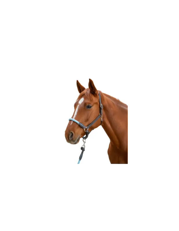 Marque Licol Corde - Flags&Cup - Marron/Bleu Ciel - Poney