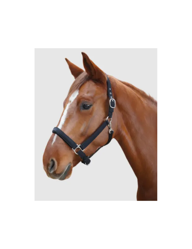 Authentique Licol Laguna – Flags&Cup – Noir – Poney