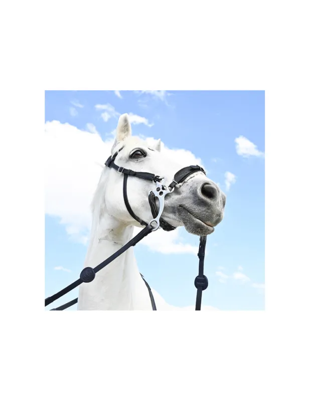Bridon Evolution pour Hackamore | Sans Branche – IHWT – Noir – Cob – Non Vente Flash