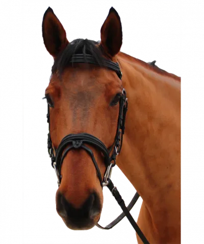 Must-Have Bridon mylord canter - marron - marron - COB
