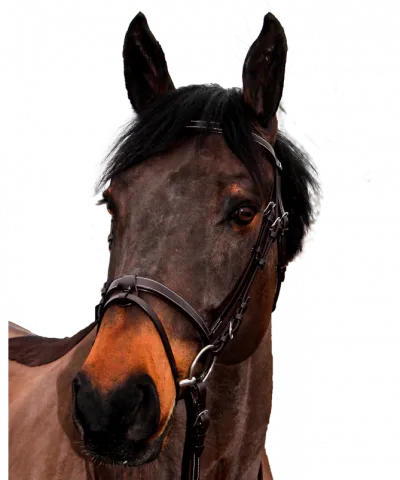 Bridon club canter - Noir - Poney Vente Flash