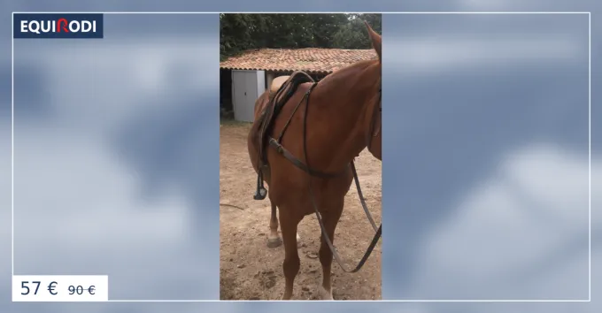 Seulement Aujourdhui Collier de chasse