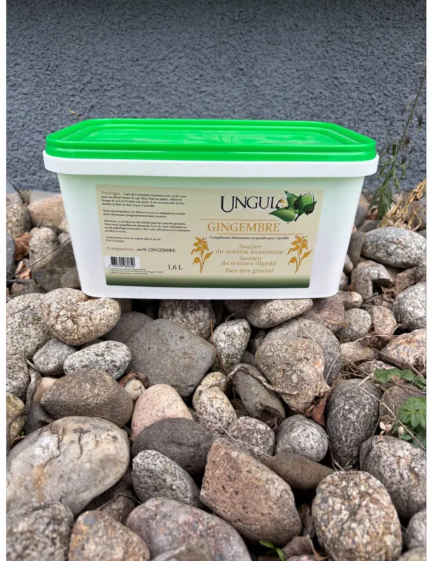 Gingembre – Ungula Nouveaut