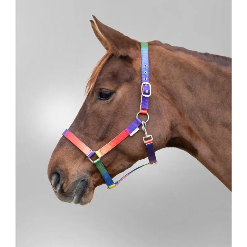 WALDHAUSEN – Licol Multicolor Arc-en-ciel Taille Shetland  Cheval SHETLAND Livraison Express