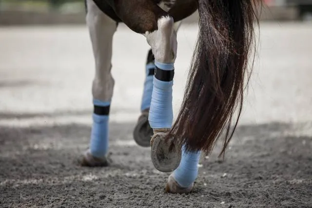 Remise Bandes de polo bleu ciel Morning Sky – Equito