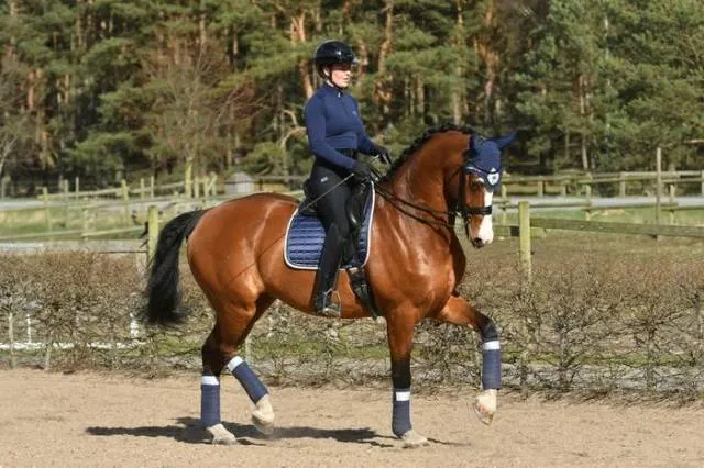 Certifi Bandes polaire Navy Shimmer – Equito