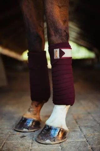 Bandes de polo Equestrian Stockholm - CRYSTAL MERLOT GOLD - Bordeaux - Cheval Offre Spciale