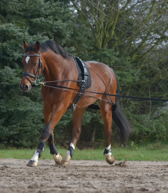 Achetez Aujourdhui Systme de longe Waldhausen - Poney / cob - Noir