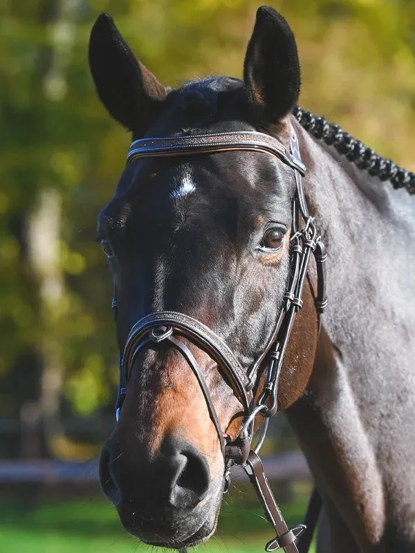 Authentique Bridon Carat Jump&rsquo;In One Premium – Cheval – Havane