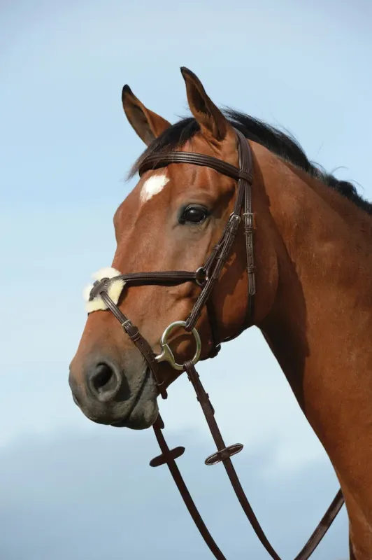 Bridon muserolle croise Collegiate Syntovia+ – Grand cheval – Marron Rduction