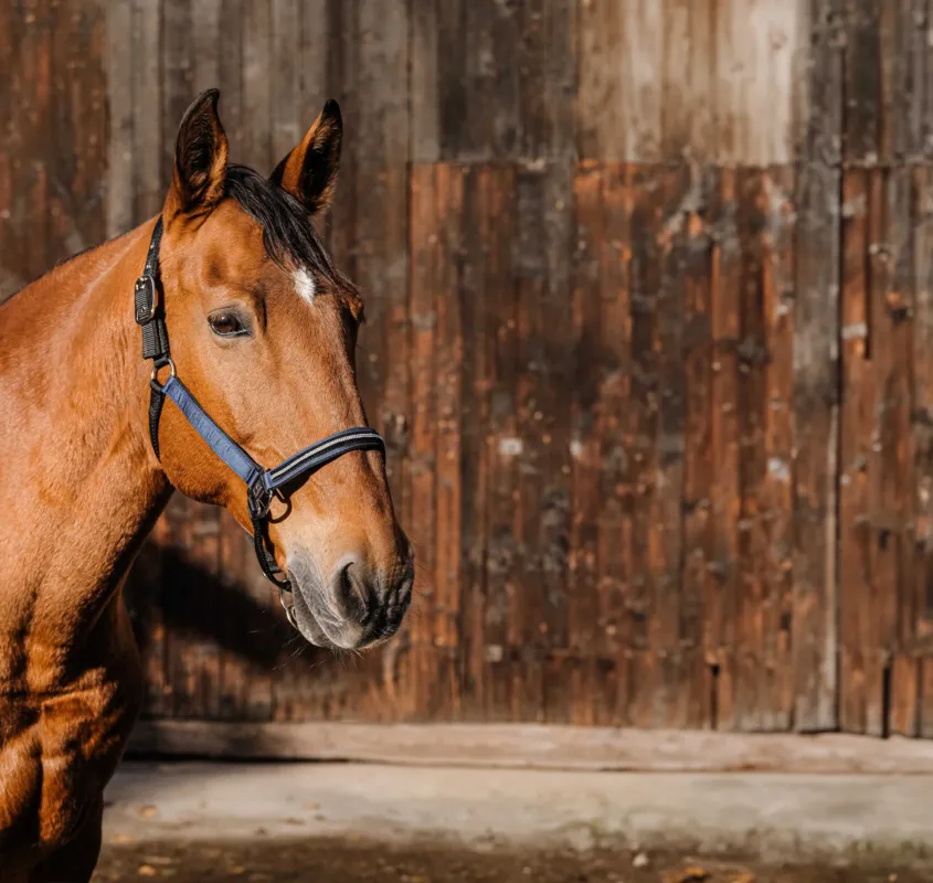 Vente Flash Licol nylon Equithme Domino – Cheval – Bleu roi
