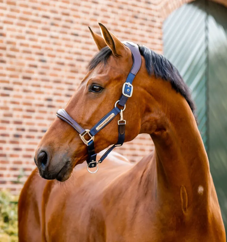 Licol Horseware de concours Signature - Cheval - Marron / marine Dernier Modle