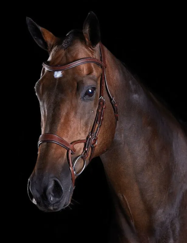 Offre Du Jour Bridon Collegiate ComFiTec – Cheval – Marron