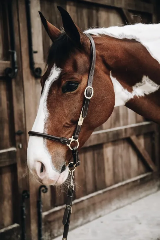 Livraison Express Licol de Pansage en cuir Kentucky - Cob - Marron