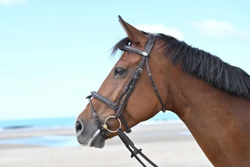Bridon Jump'In Tuesday muserolle combine week - Cheval - Havane Haute Qualit