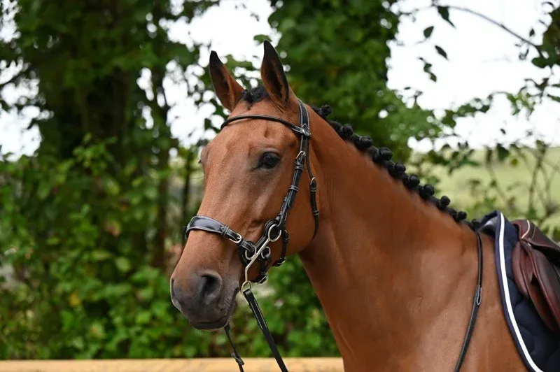 Super Prix Bridon Hackamore Jump'In week - Cheval - Noir