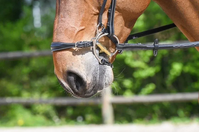 Commander Vite Muserolle hackamore Jump'In - Cheval - Noir
