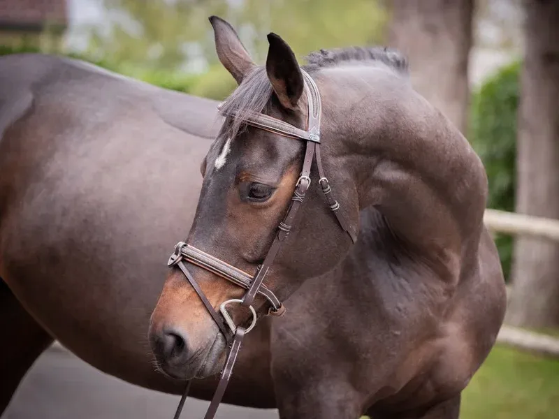 Prix Choc Filet Jump'In Crystal muserolle combine Week - Cheval - Havane