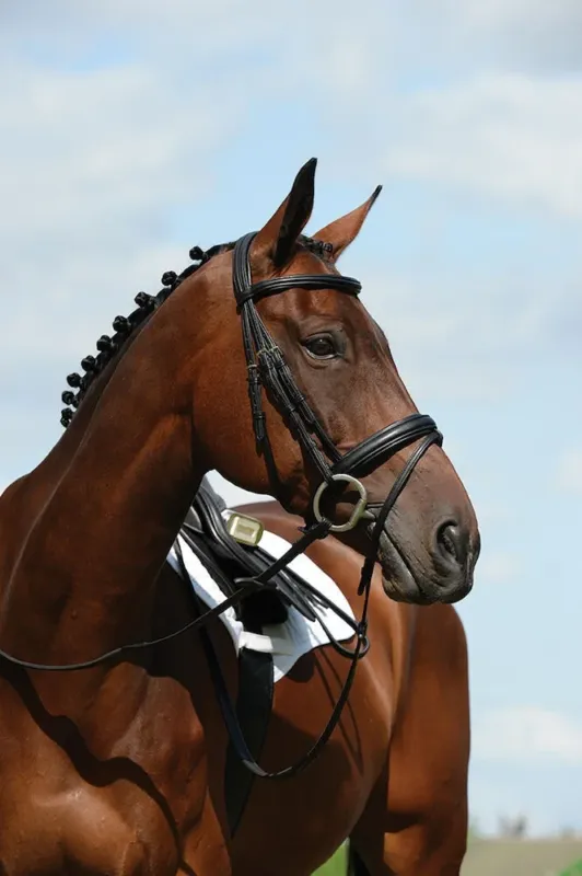 Bridon muserolle combin Collegiate Syntovia+ – Cheval – Noir Vente Flash