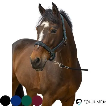 Certifi Licol Nylon Strass Equithme - MARINE - COB/PUR-SANG
