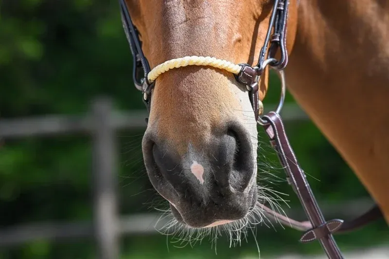 Seulement Aujourdhui Muserolle allemande corde Jump'In Week - Cheval - Acajou