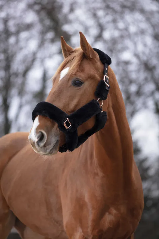 Affaire  Saisir Licol Equithme Teddy rose gold – Cheval – Noir