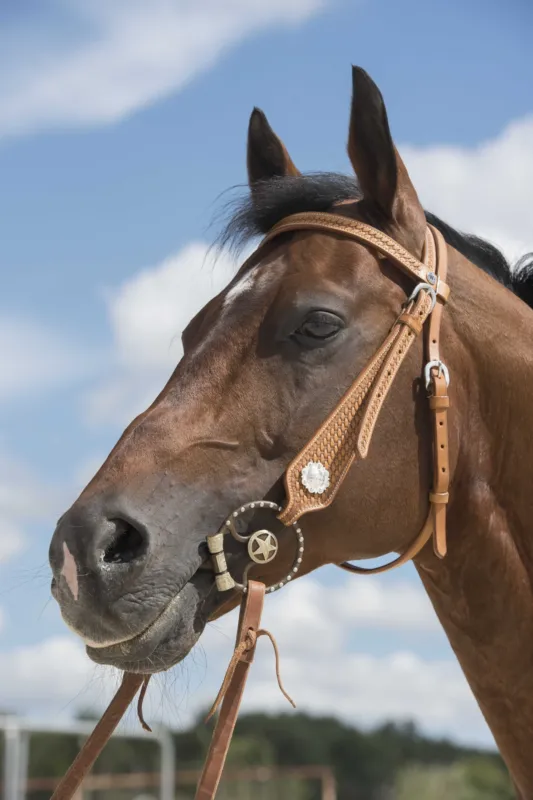 Solde Bridon Westride by Franck Perret Aurora - Cheval - Noisette