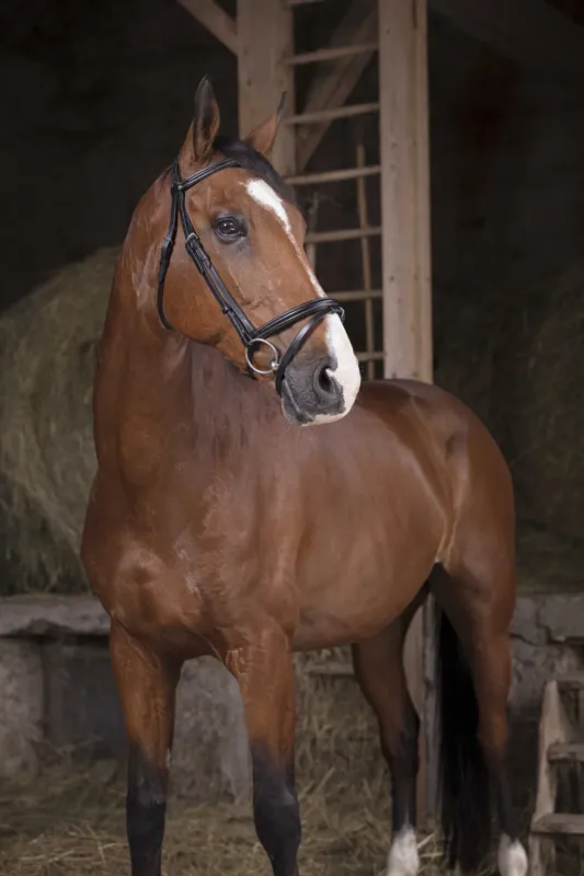 Livraison Express Bridon Norton Pro Fin - Cheval - Noir