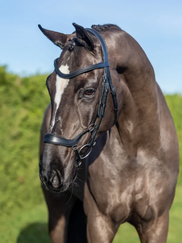 Prix Bas Bridon LeMieux Arika muserolle allemande - Grand cheval - Noir / argent
