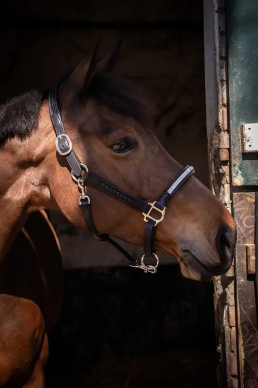 Licol Pnlope Harmonie – Cheval – Noir Produit De Marque