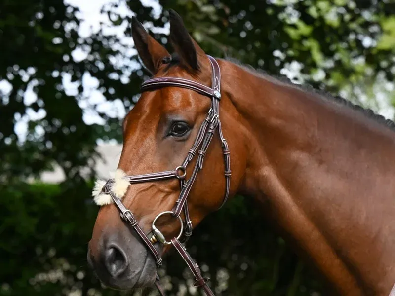 Paiement Scuris Bridon Thursday muserolle croise Jump'In week - Cheval - Havane