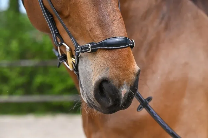 Muserolle allemande Jump'In Week - Cheval - Noir Livraison Express