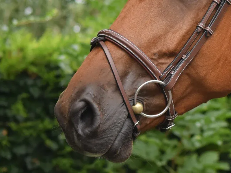 Muserolle Paris Jump'In One - Cheval - Noir Prix Rduit