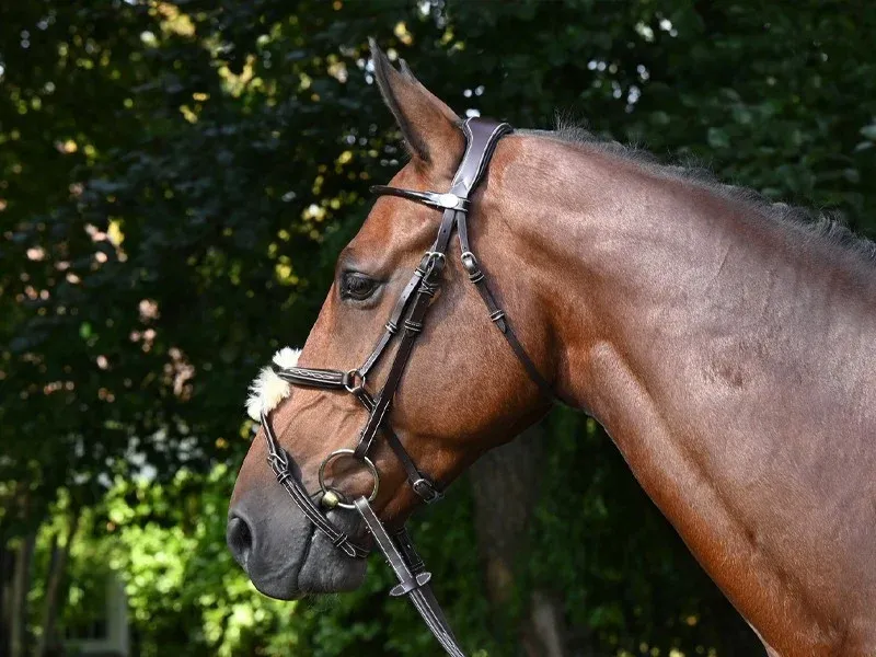 Bridon Wednesday muserolle croise Jump'In week - Cob - Havane Commande En Gros