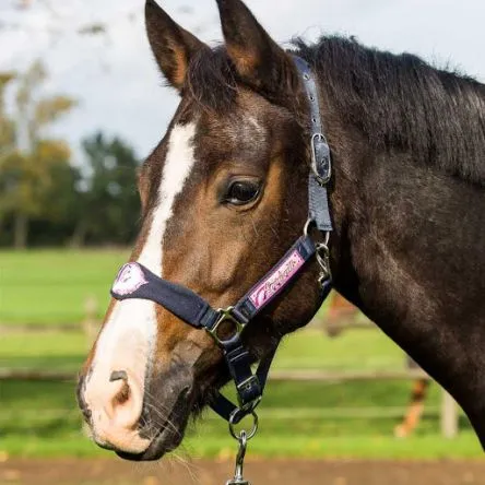 Licol Lamicell Licorne Cheval – MARINE Acheter En Ligne