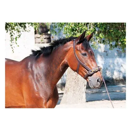 Caveon En Cuir T de T – CHEVAL/FULL – NOIR Remise