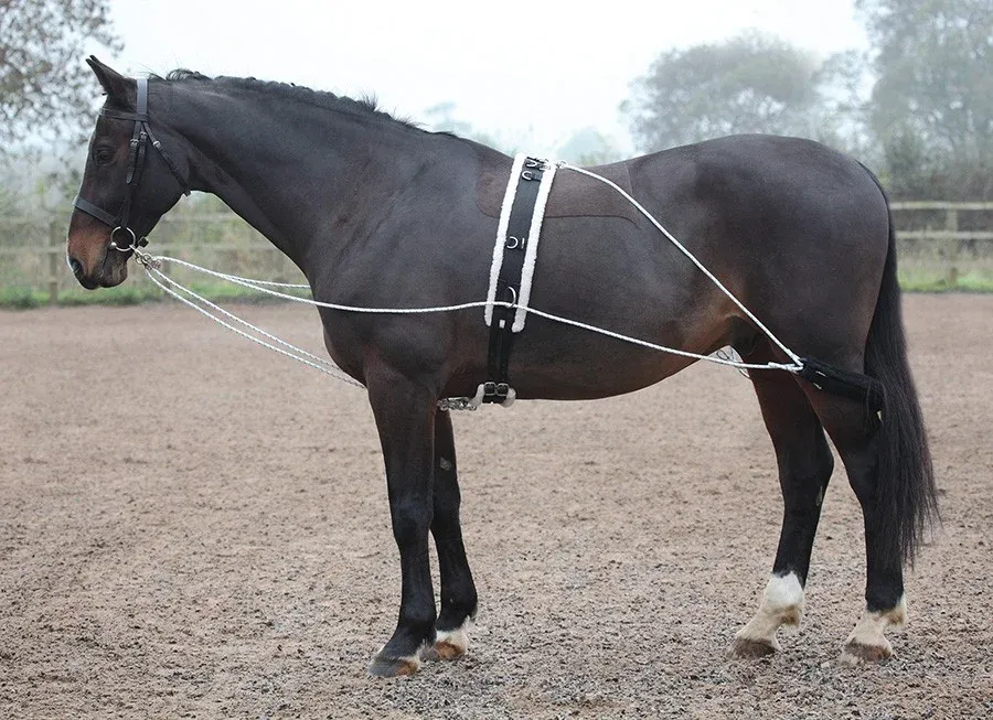 Enrnement de longe Shires - Noir Vente Directe