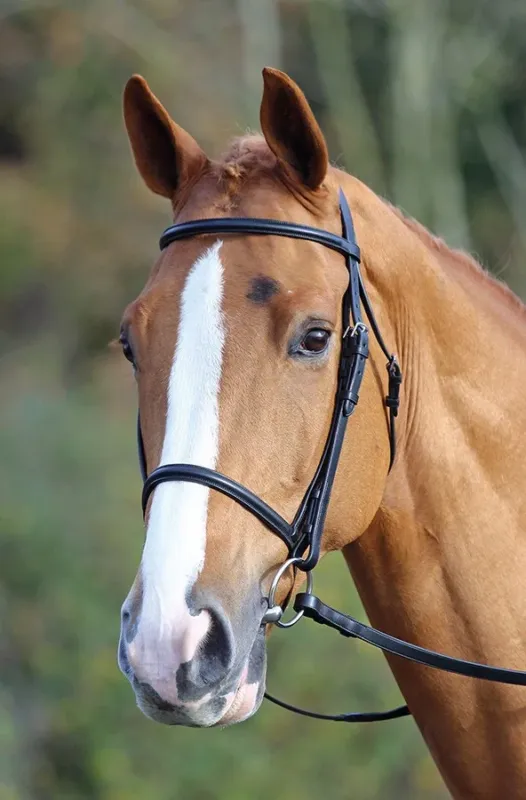 Affaire  Saisir Bridon muserolle franaise Aviemore Shires – Cheval – Noir