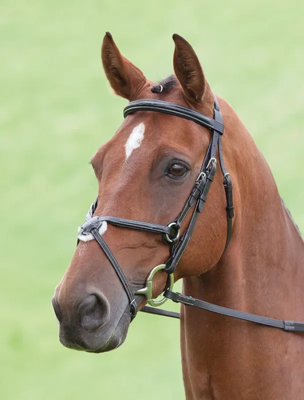 Usine Directe Bridon Brackley Salisbury Shires - Cob - Noisette