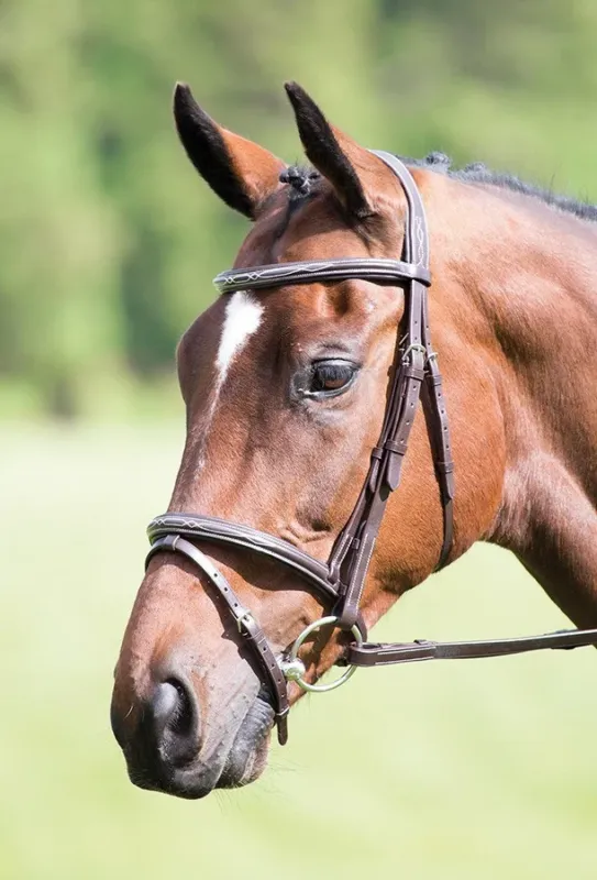 Top Vente Bridon muserolle croise Raised Flash Avignon Shires – Poney – Havane