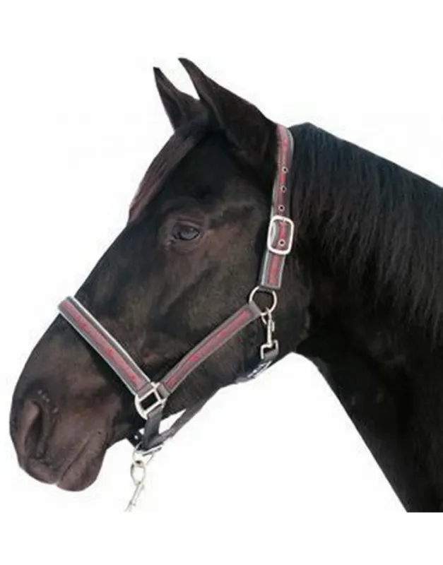 Quantit Limite Licol Etoiles + longe assortie HKM