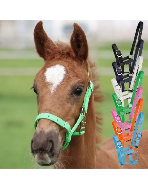 LICOL HARRY'S HORSE POULAIN Acheter En Ligne
