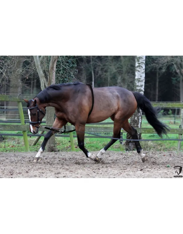 Offre Du Jour Enrnement spcial Travail en longe HORKA