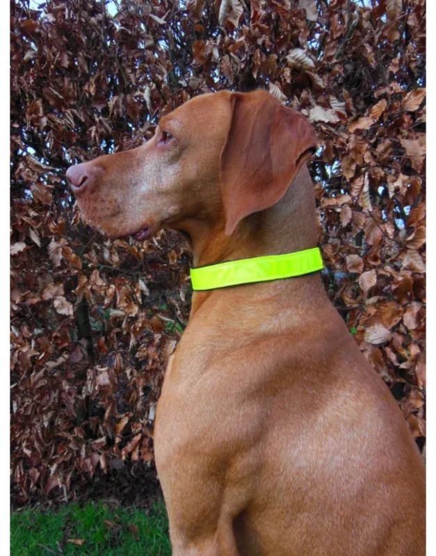 Commander Vite Collier pour chien Reflex