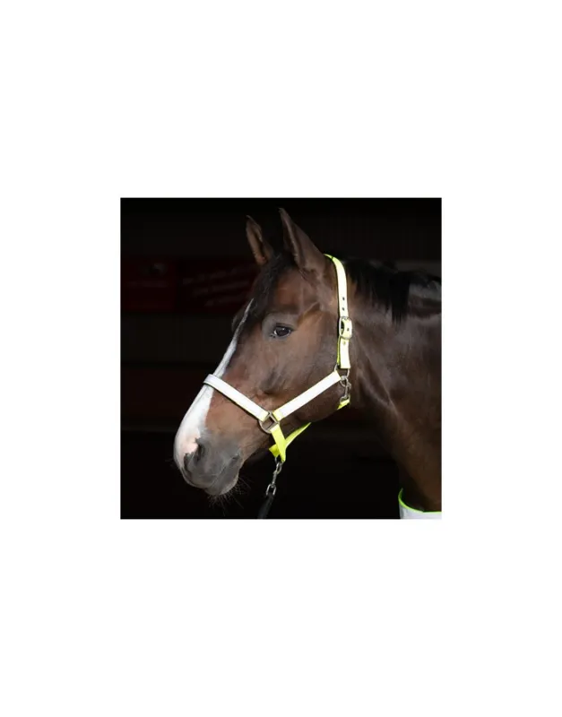 Licol - Reflective - HARRY'S HORSE Solde