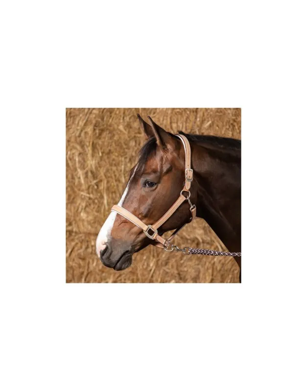 Licol cuir Cremello HARRY'S HORSE Paiement Scuris