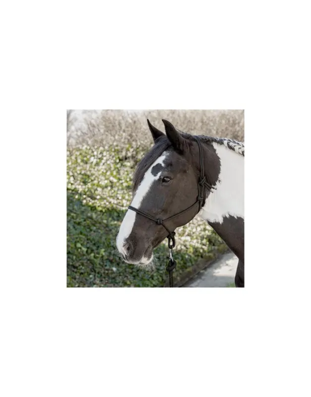 Licol corde HARRY'S HORSE Meilleur Prix